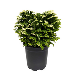 Selaginella martensii 'Frosty Fern'