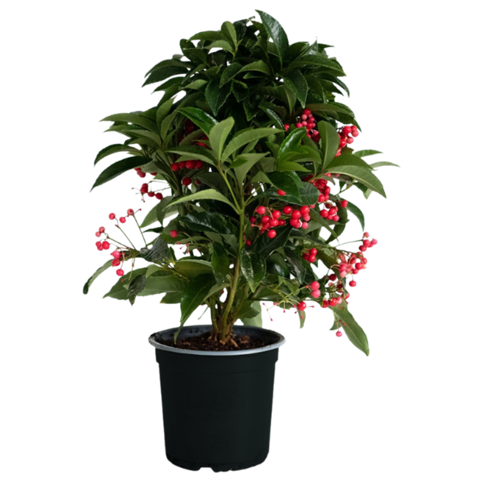 Ardisia crenata Christmas Berry