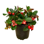 Gaultheria sp. Assorted Wintergreen