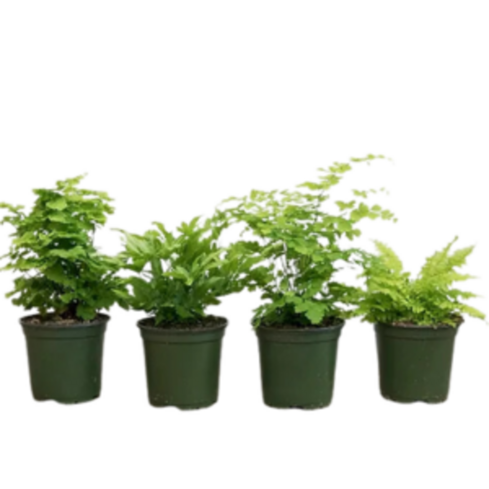 Growers Fern - Assorted Species