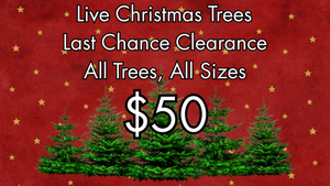Last Chance Clearance - Live Trees