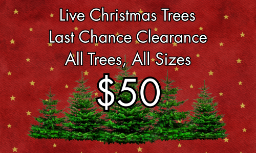 Last Chance Clearance - Live Trees
