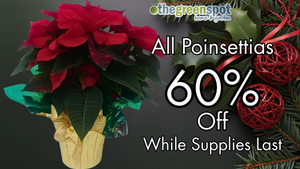 Poinsettia Clearance - 60% off
