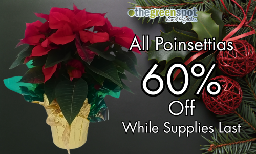 Poinsettia Clearance - 60% off