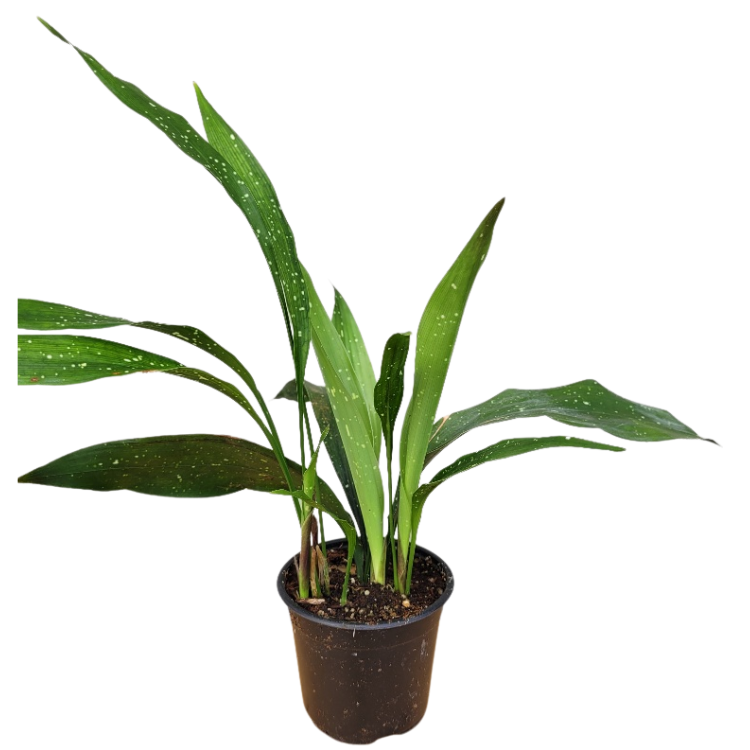 Aspidistra elatior ‘Milky Way’ in 4 inch pot