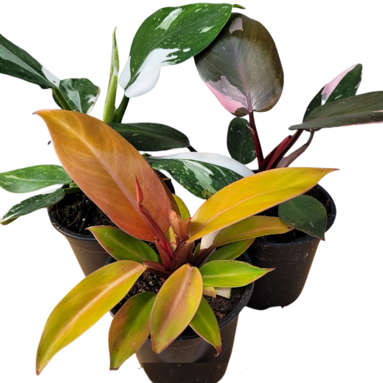 Philodendron Fairy Tail Mix Assortment in 4 inch pot