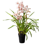 Cymbidium sp. Mini Boat Orchid