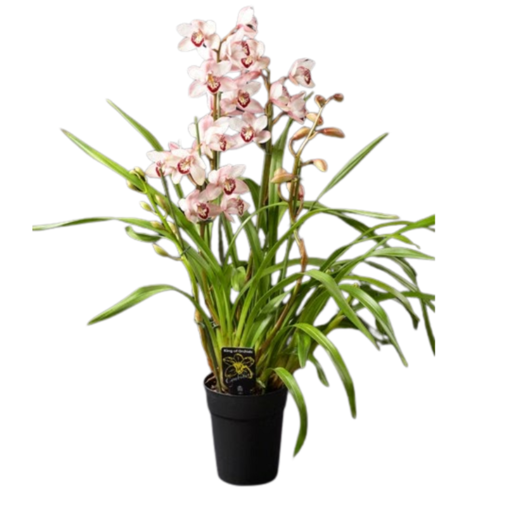 Cymbidium sp. Mini Boat Orchid