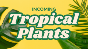 Incoming Tropical Plants: Week 3