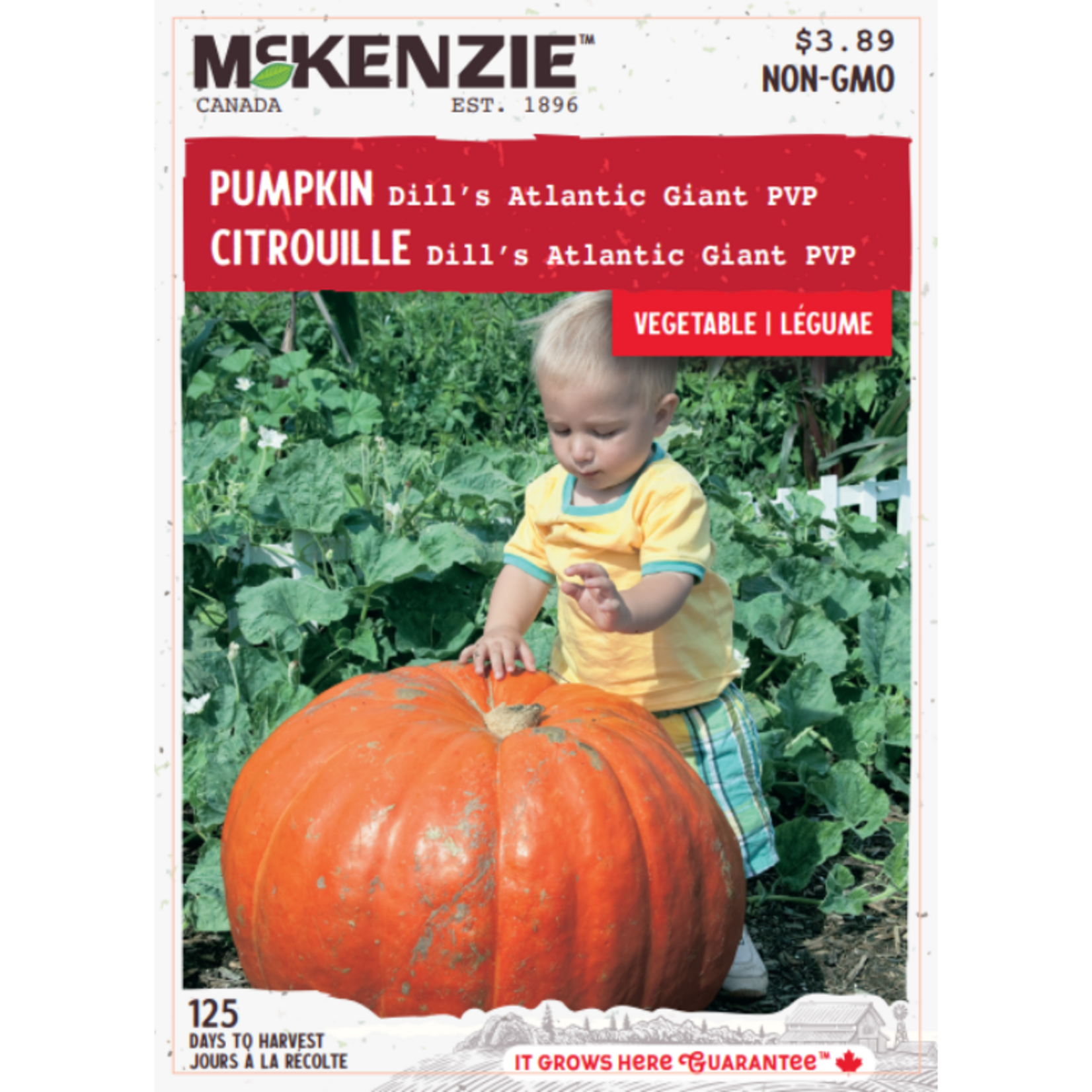 MK 3.89 V Pumpkin Dill's Atlantic Giant