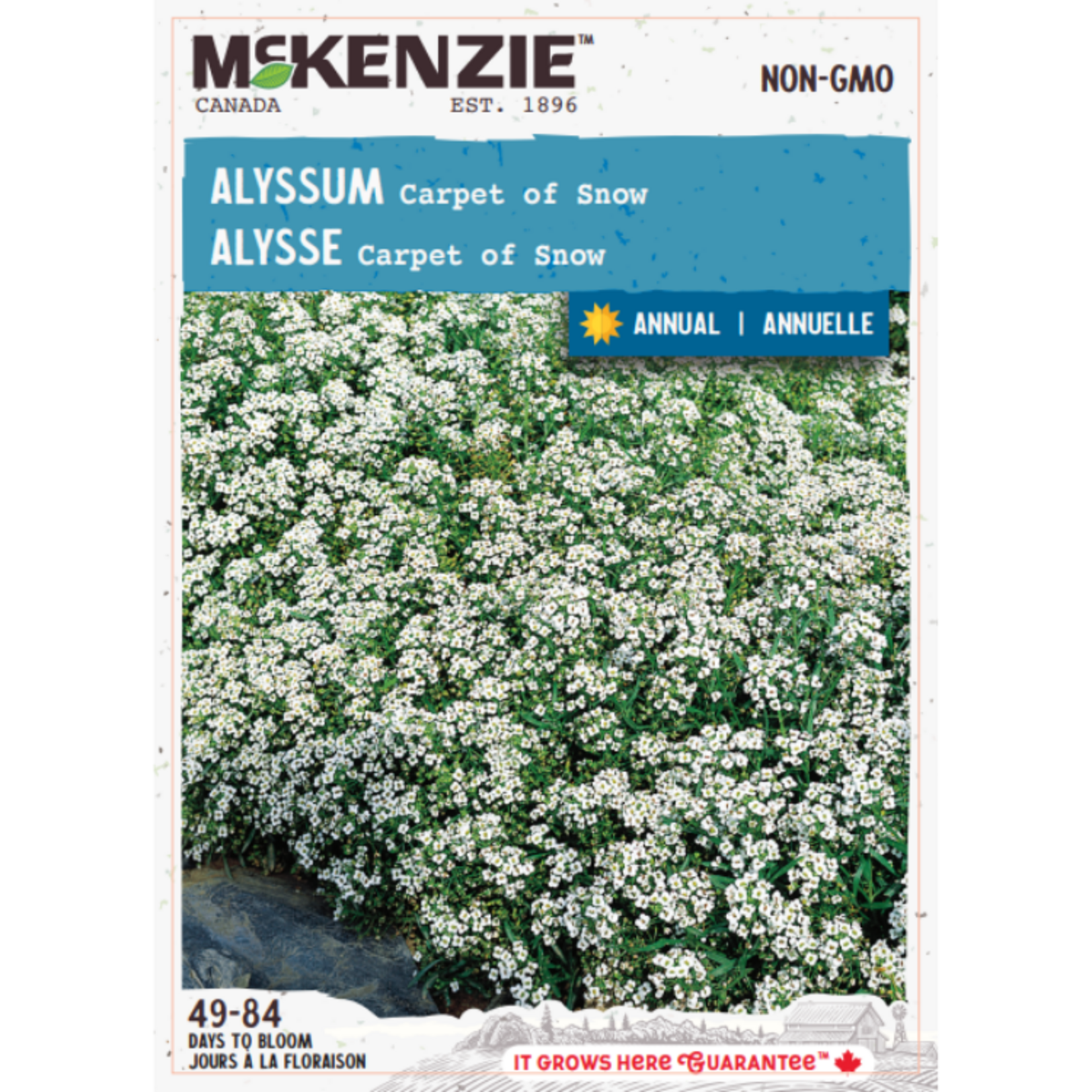 MK 2.49 F Alyssum Carpet of Snow