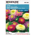 Aster Early Charm