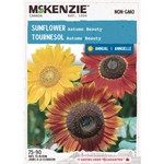 Sunflower Autumn Beauty