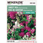Sweet Pea Everlasting