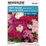 Sweet William Mixed Colors