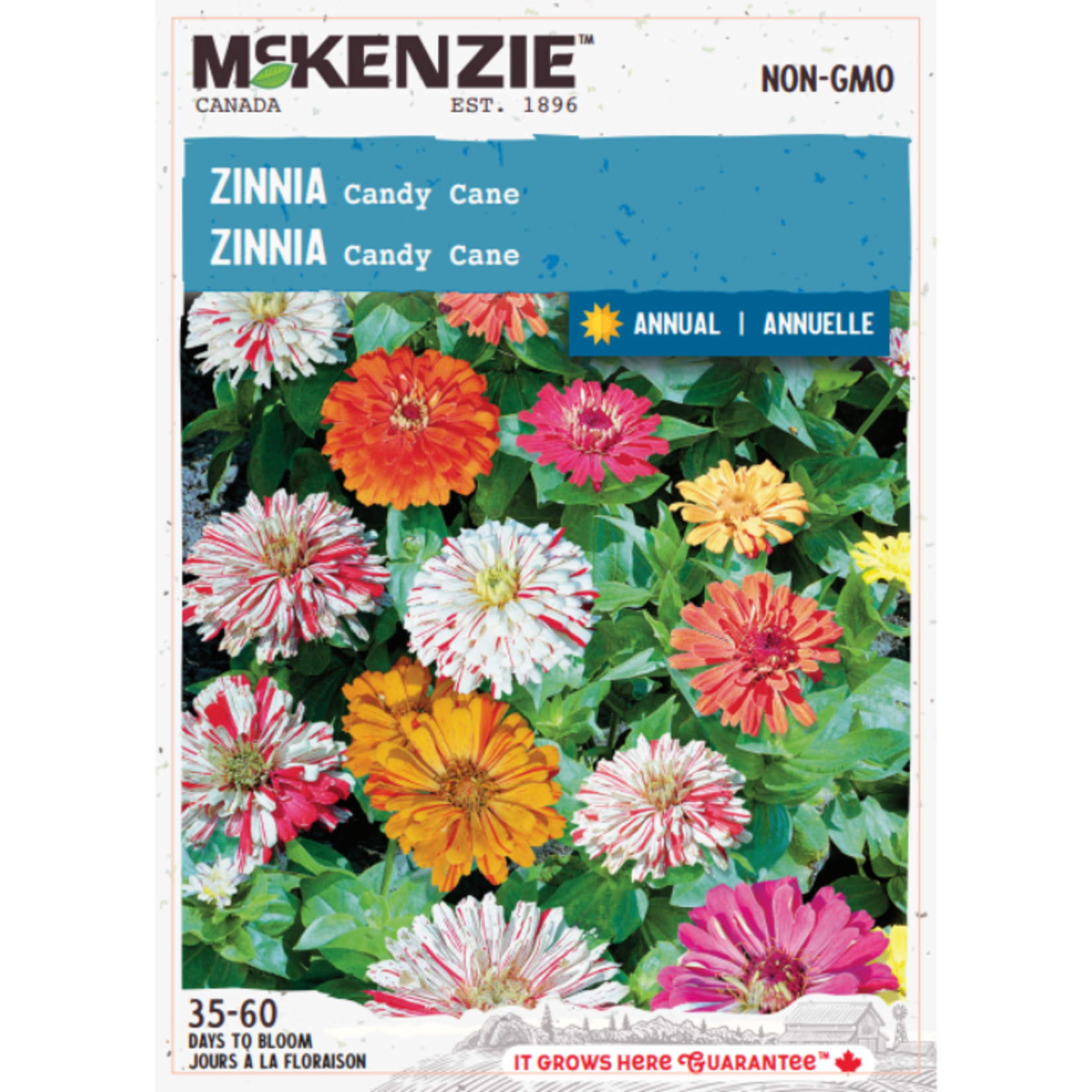 MK 2.49 F Zinnia Candy Cane