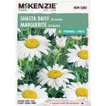Shasta Daisy Alaska