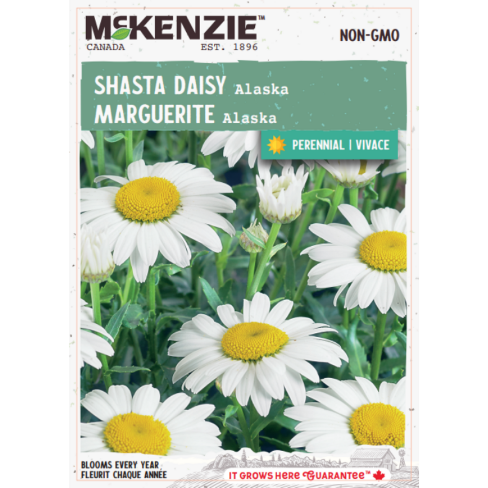MK 2.79 F Shasta Daisy Alaska