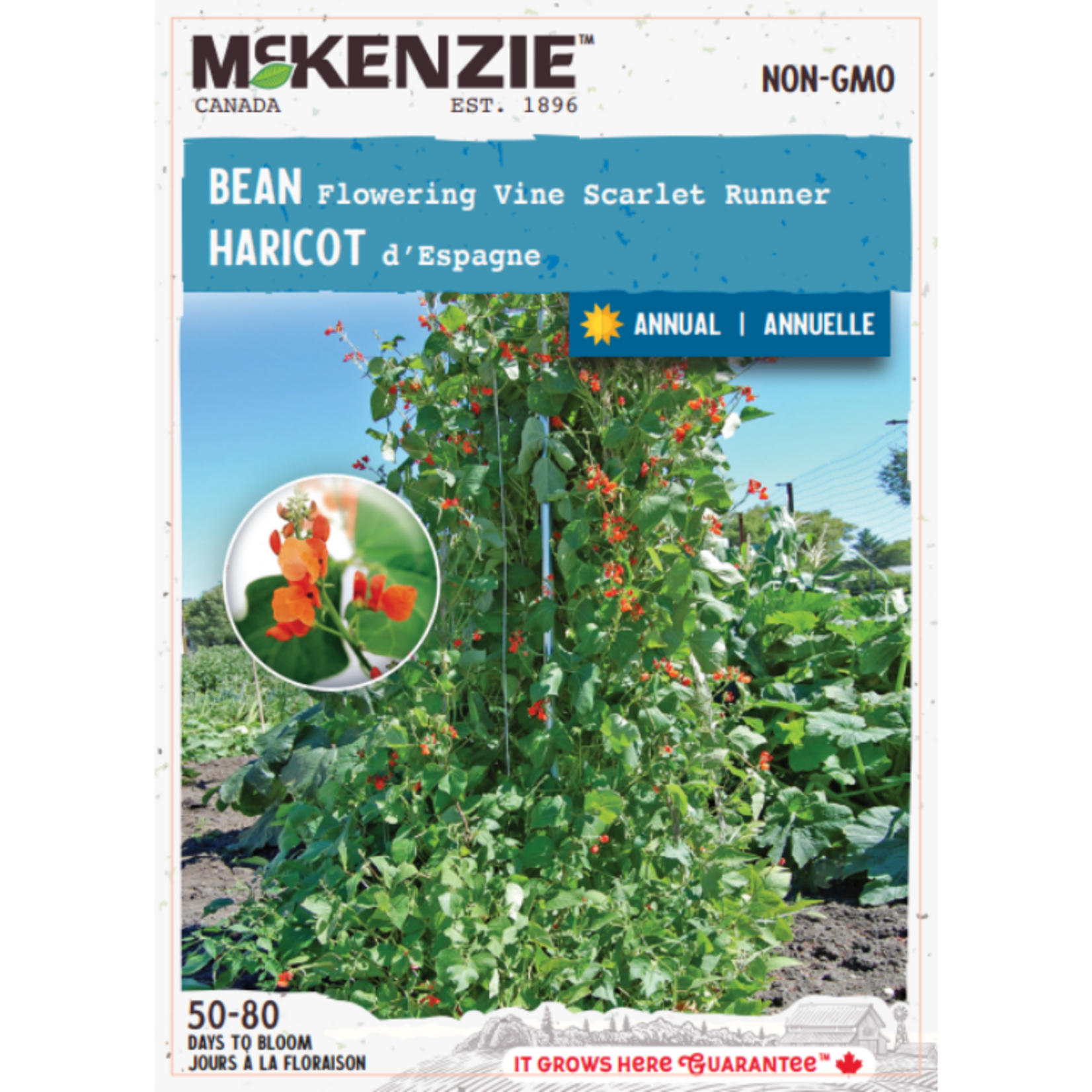MK 2.49 F Bean Flowering Vine Scarlet Runner