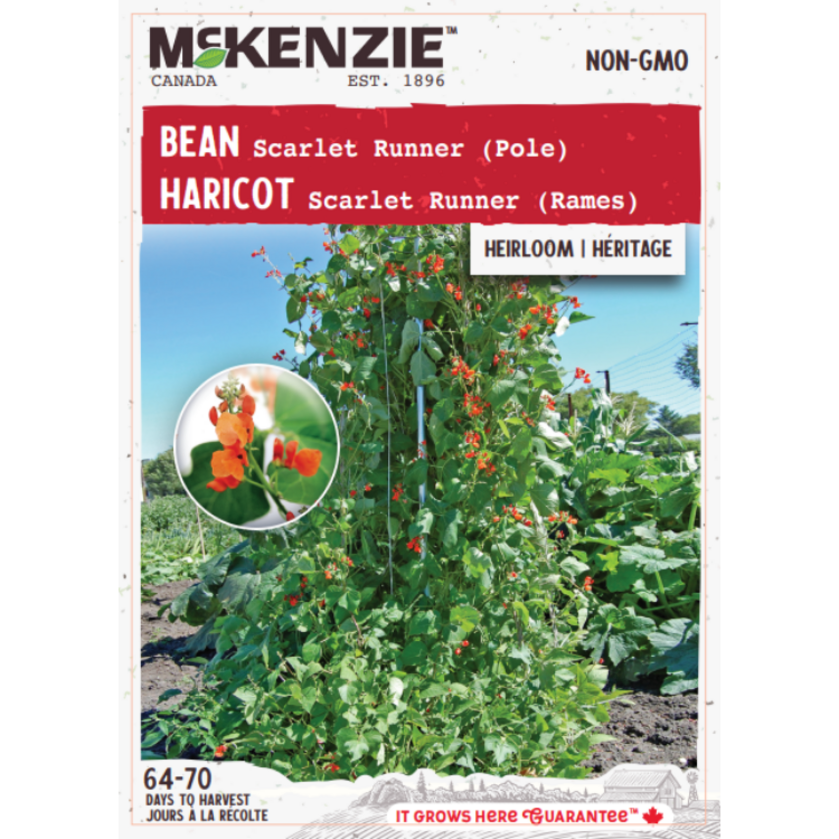 MK 2.49 V Bean Scarlet Runner (Pole)