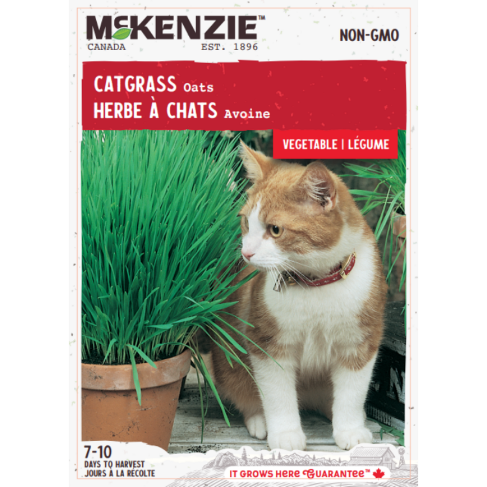 MK 2.49 V Catgrass Oats