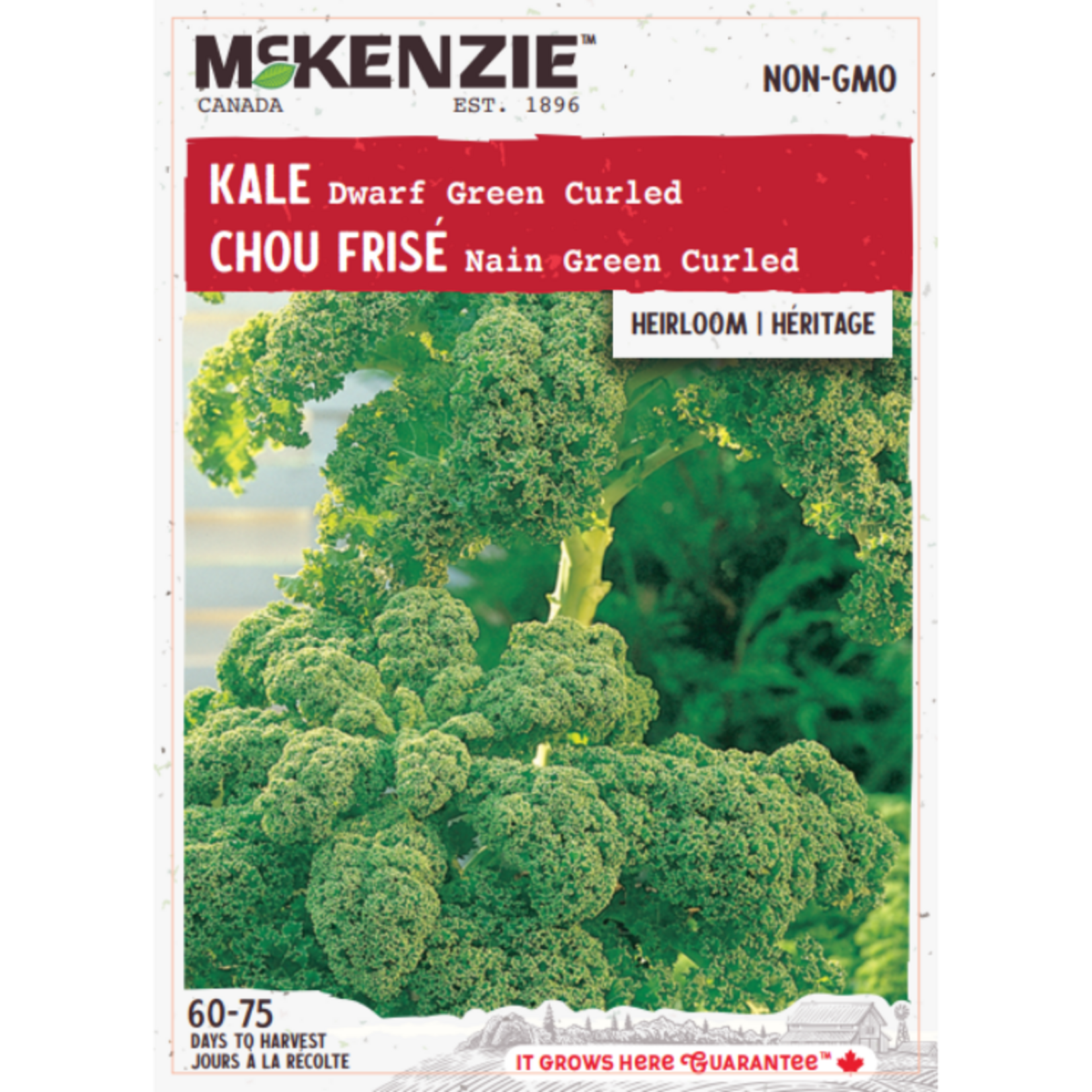 MK 2.49 V Kale Dwarf Green Curled