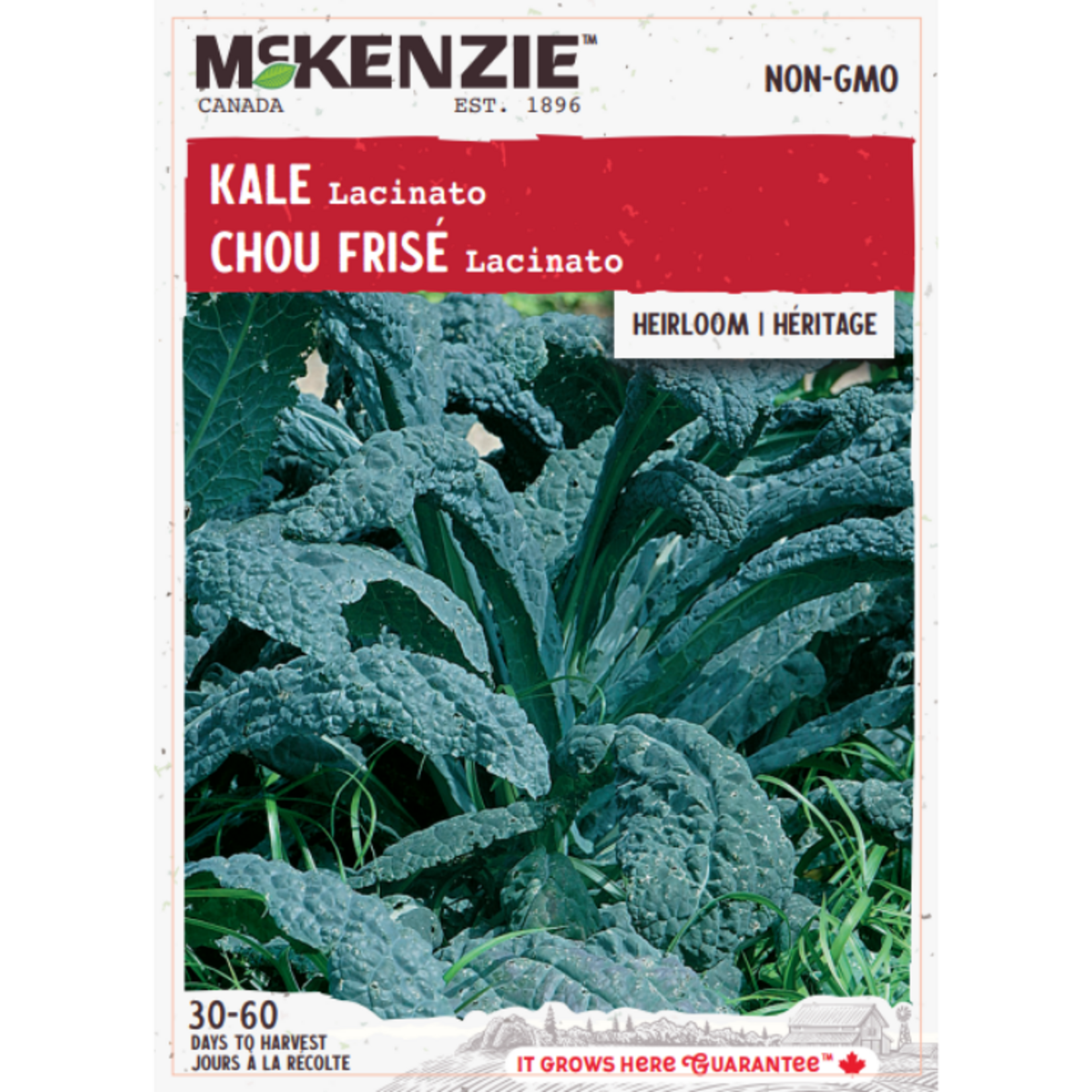 MK 3.49 V Kale Lacinato