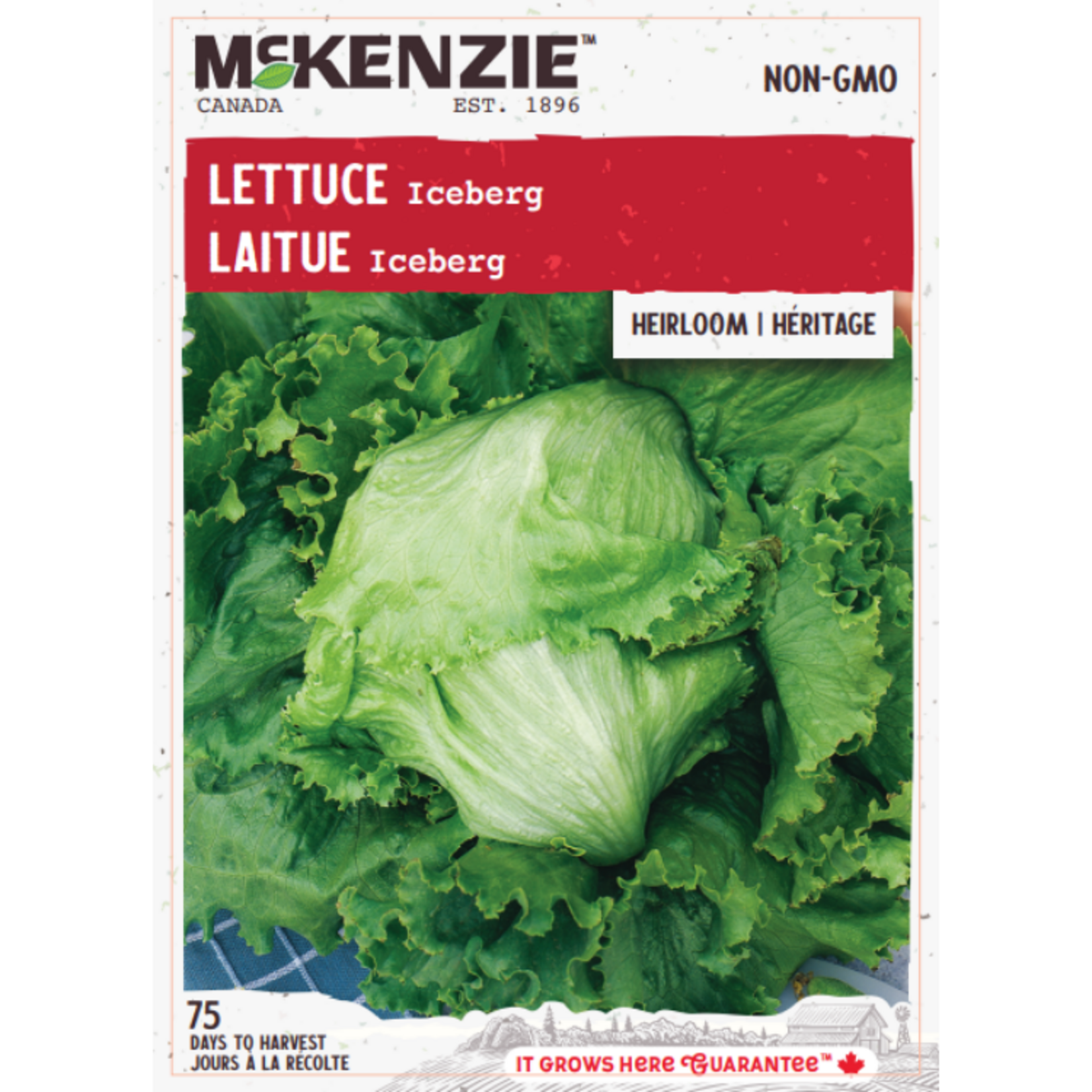 MK 2.79 V Lettuce Iceberg