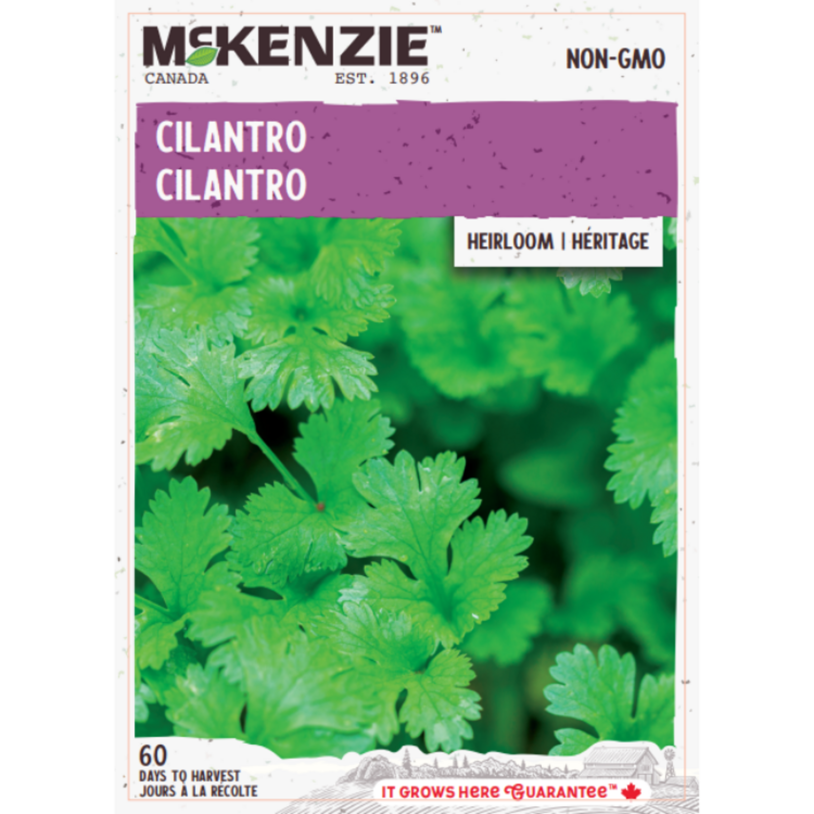 MK 2.49 V Herb Cilantro Coriander