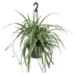 Chlorophytum comosum (Green Spider Plant)