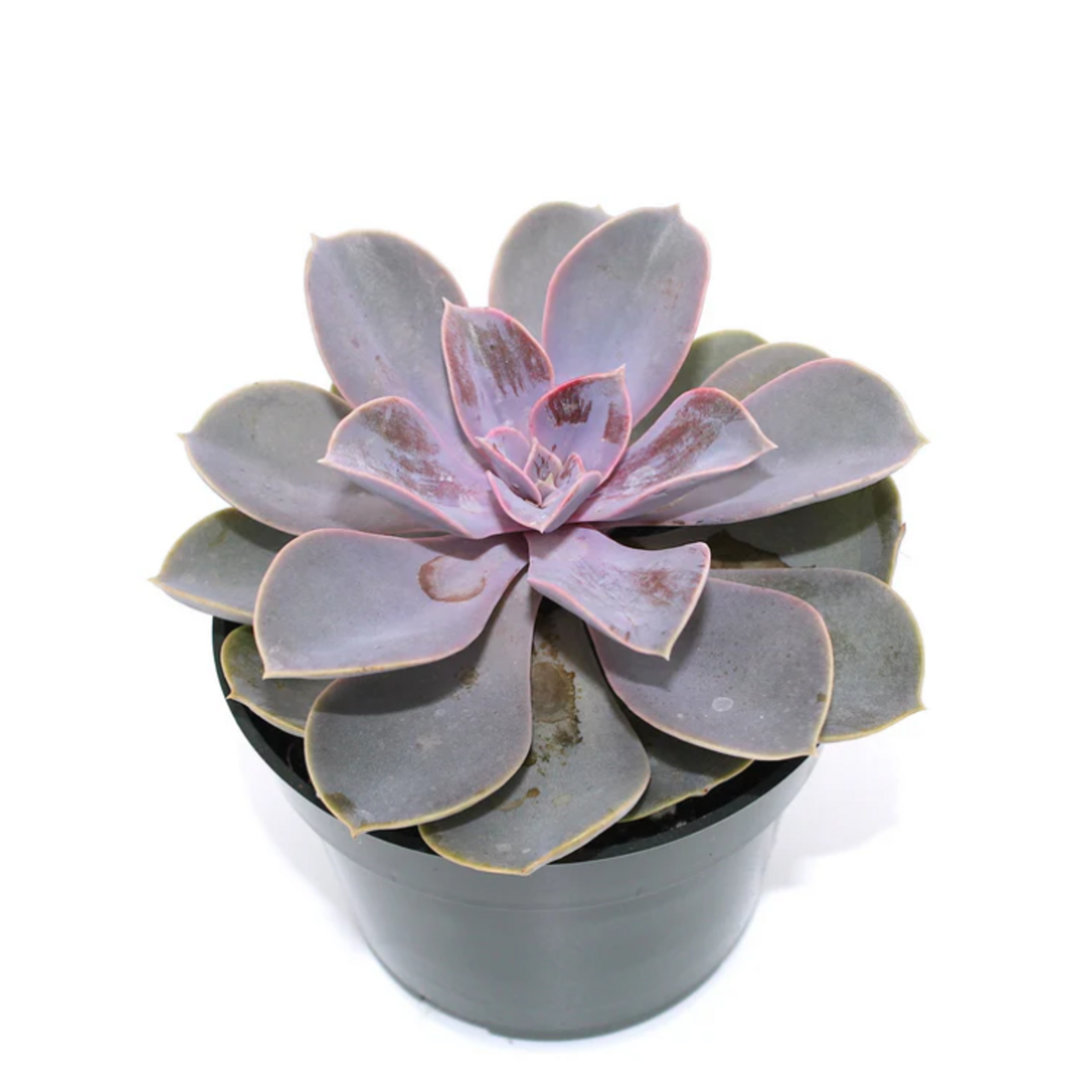 Echeveria 'Perle Von Nurnberg' Tinted