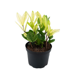 Zamioculcus 'Chameleon'