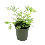 Actiniopteris australis 'Eyelash' Fern