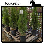 Rental - Cedar #05 - #07 Gallon Nursery Container