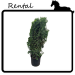 Rental - Cedar #10 Gallon Nursery Container