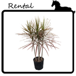 Rental - Dracaena 'Colorama'