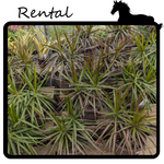Rental - Dracaena sp.