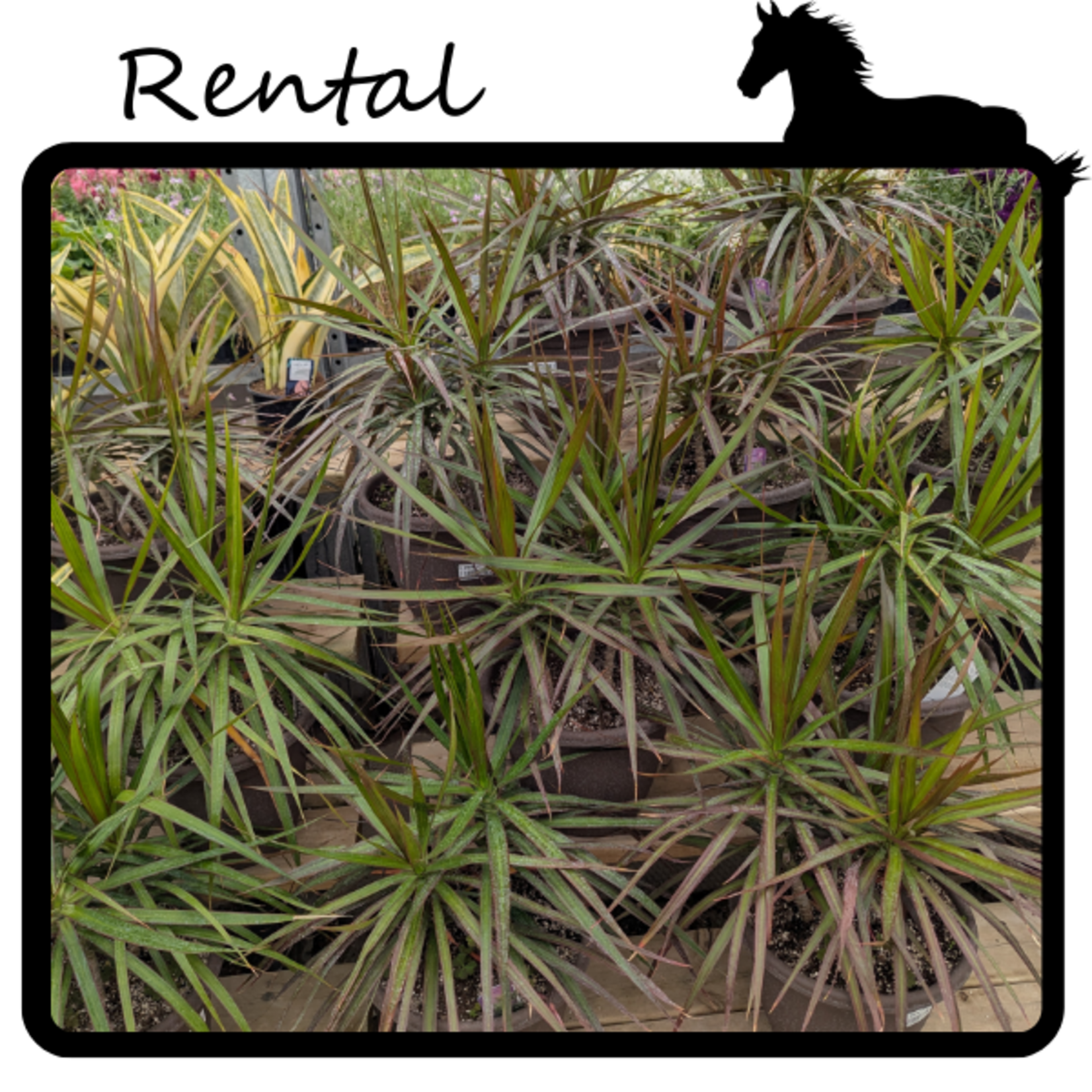 Rental - Dracaena sp.