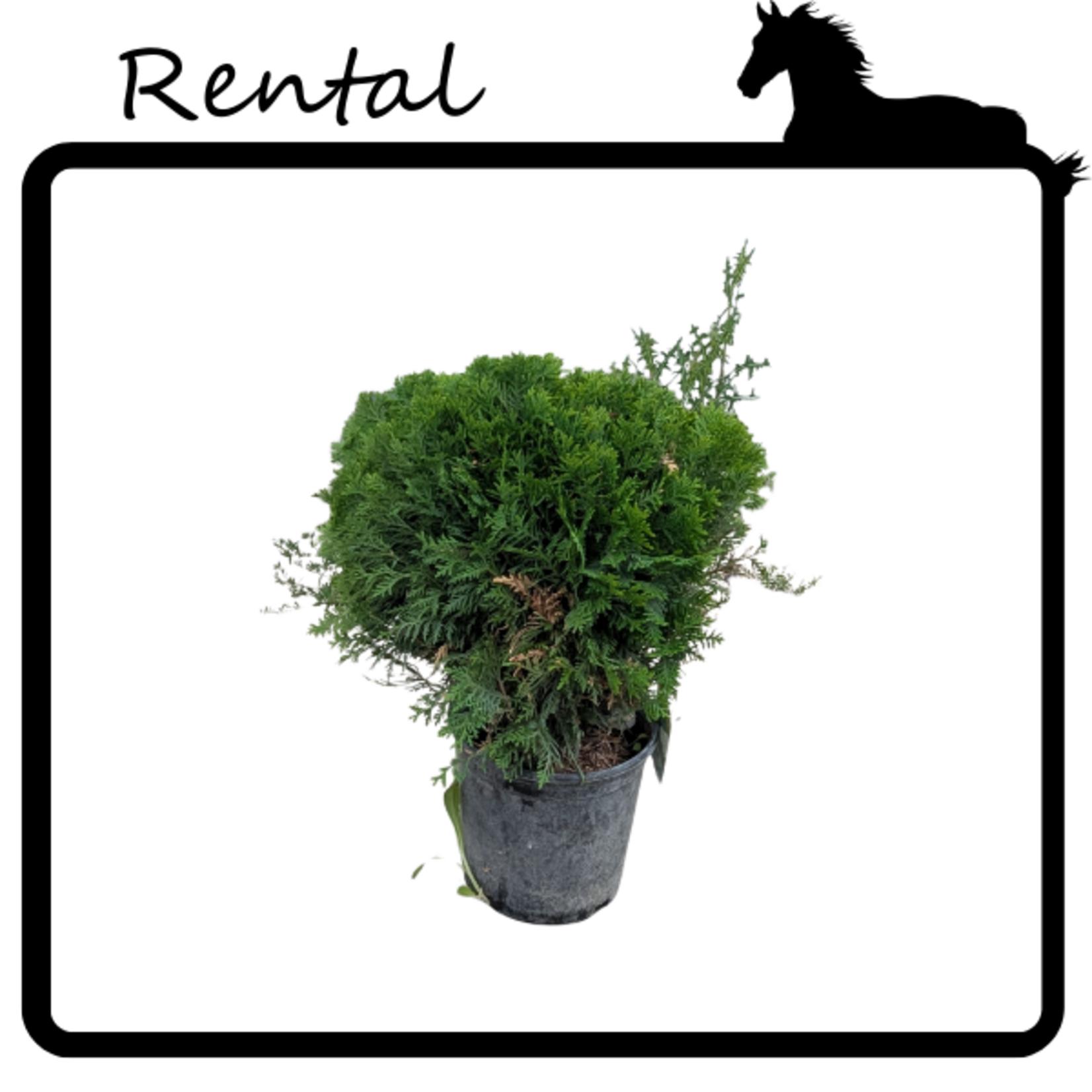 Rental - Globe Cedar #02 - #03 Gallon Nursery Container