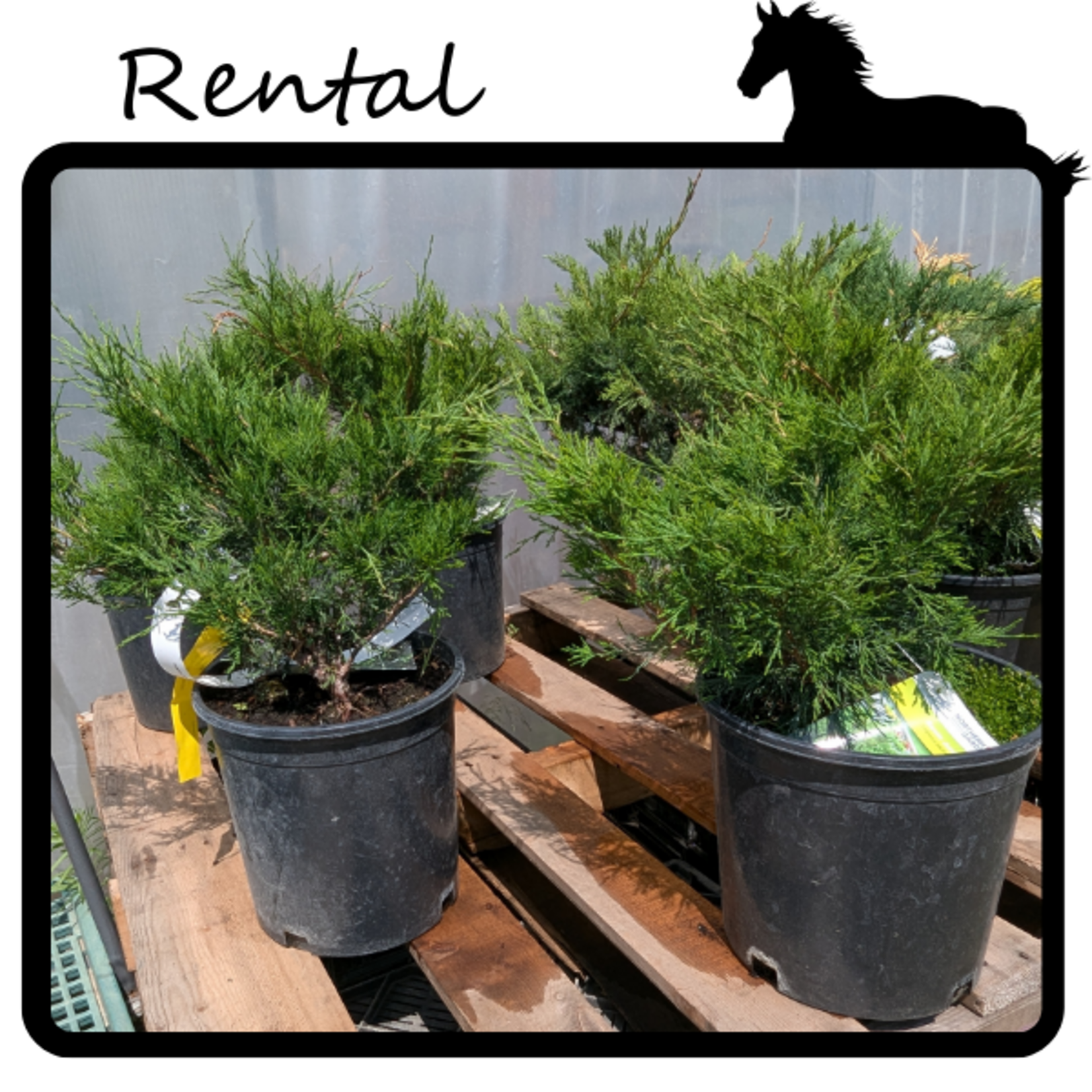 Rental - Juniper #02 - #03 Gallon Nursery Container