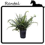 Rental - Kimberly Queen Fern