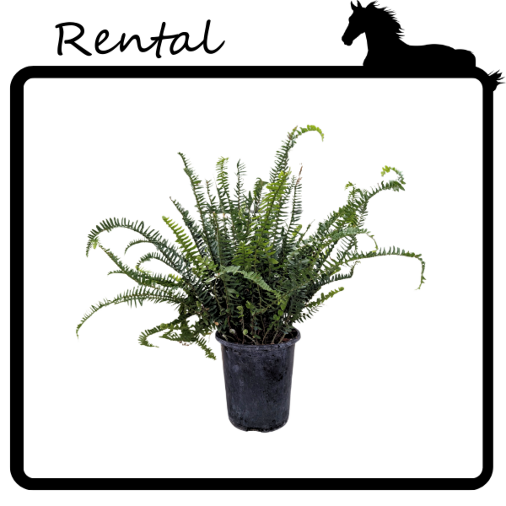 Rental - Kimberly Queen Fern