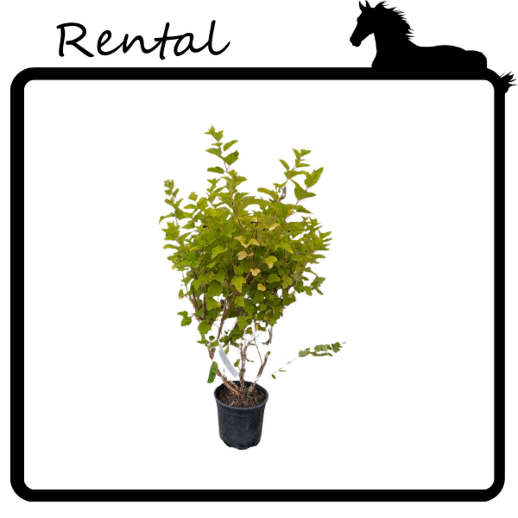 Rental - Lime Ninebark #02 - #03 Gallon Nursery Container