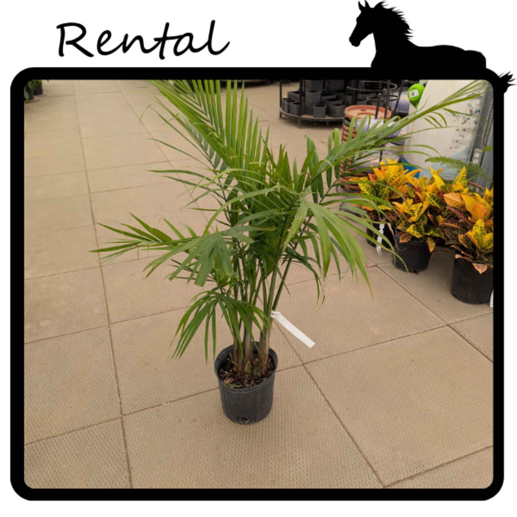 Rental - Majesty Palm