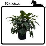 Rental - Philodendron 'deja vu'