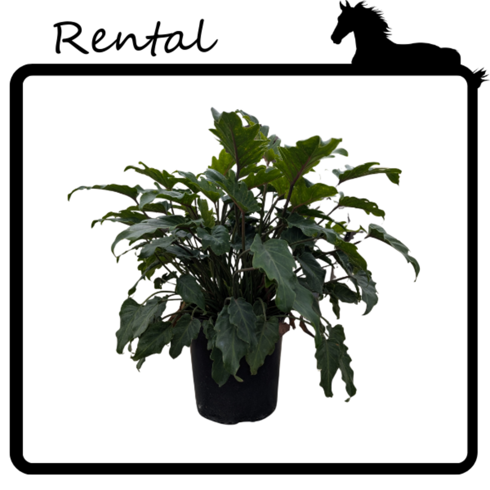 Rental - Philodendron 'deja vu'