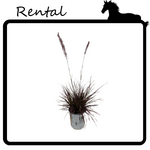 Rental - Purple Fountain Grass #01 Gallon PW Pot