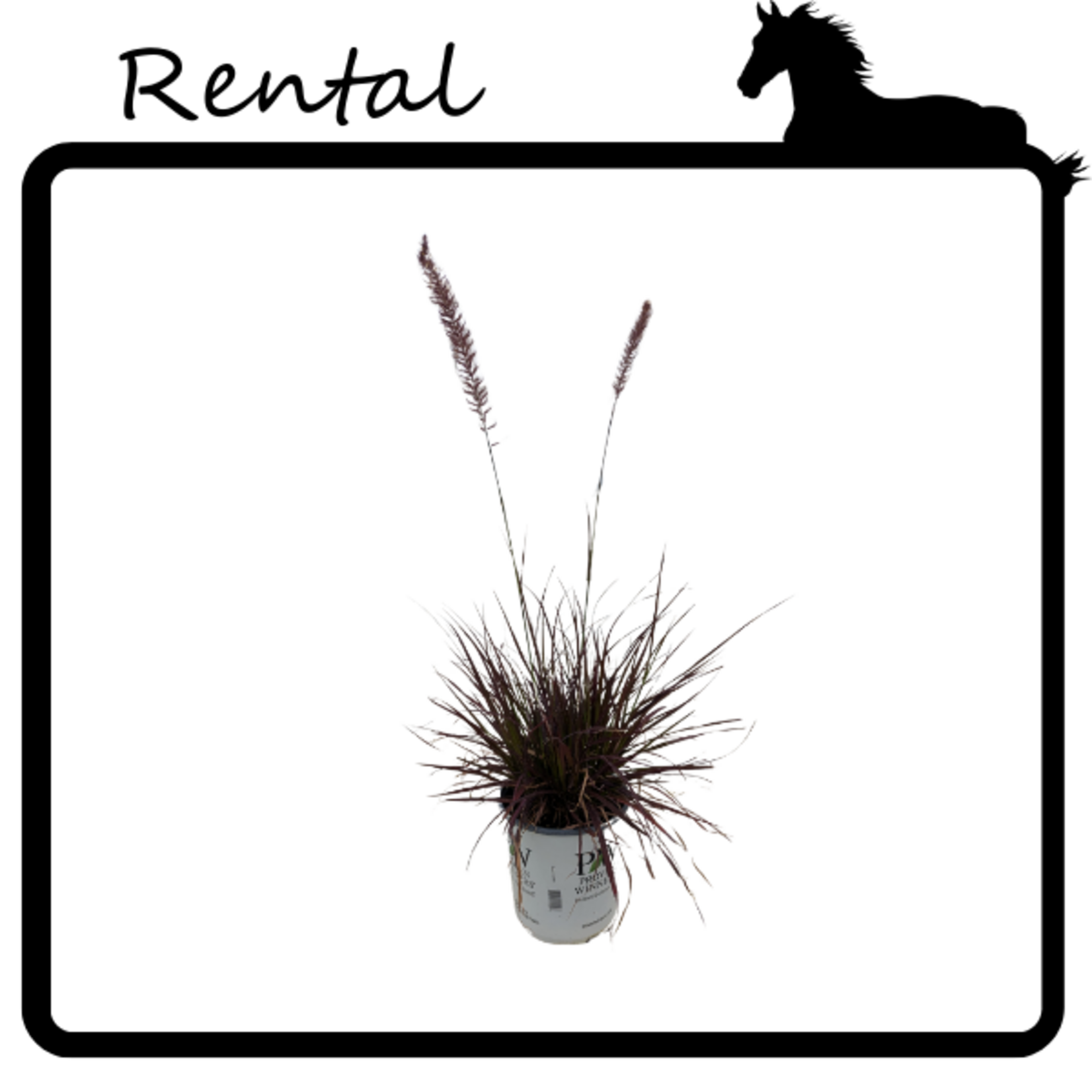 Rental - Purple Fountain Grass #01 Gallon PW Pot