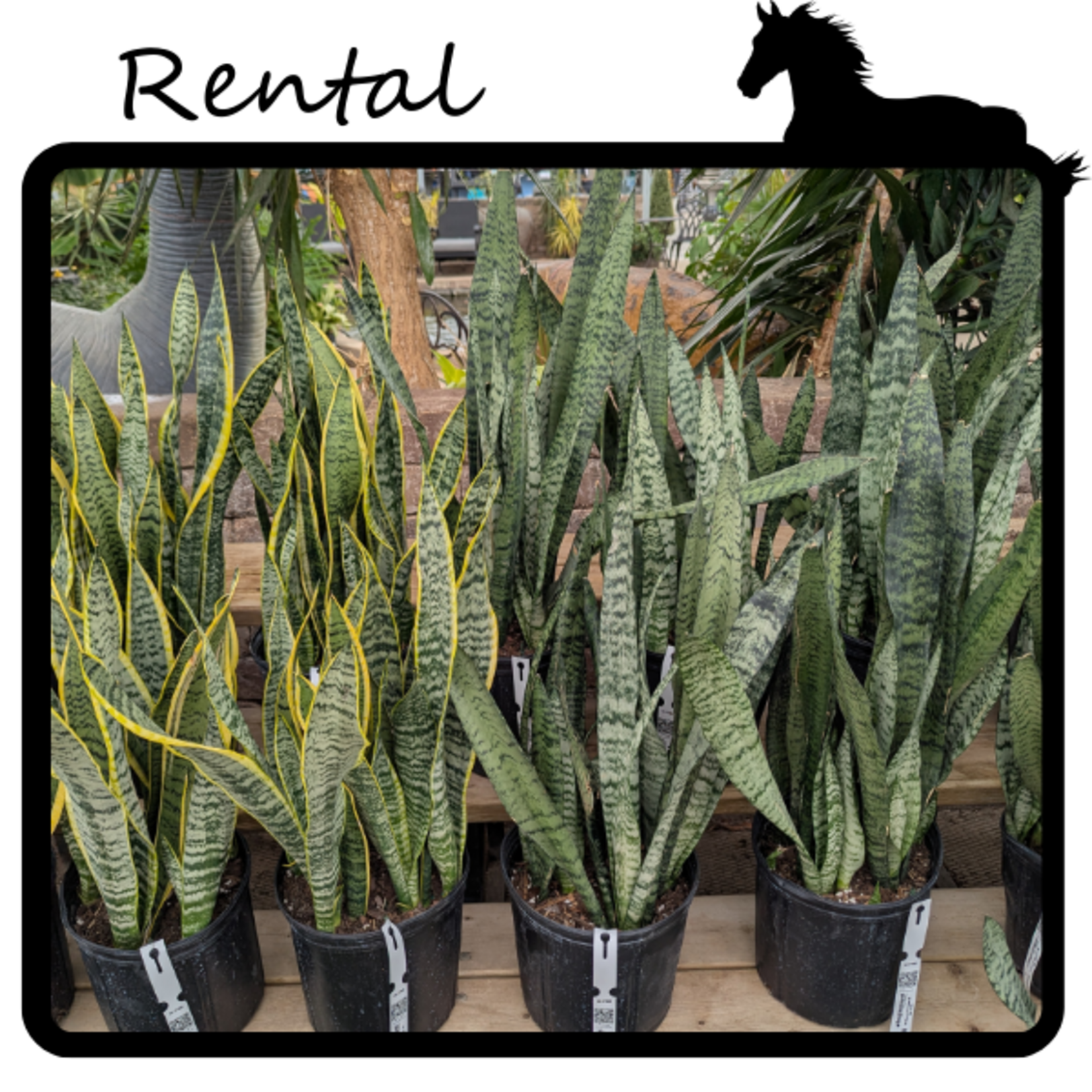 Rental - Sansevieria sp.