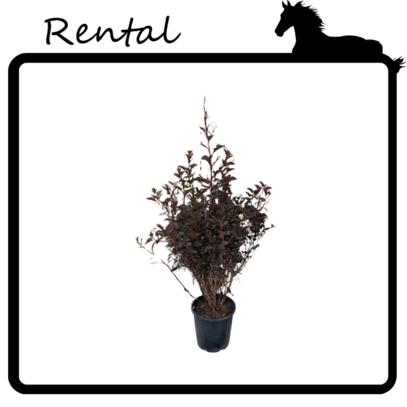 Rental - Wine Ninebark #02 - #03 Gallon Nursery Container